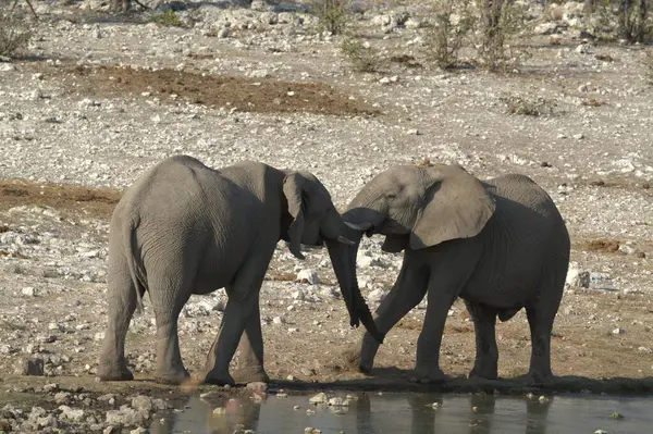 Afrika savanasındaki filler