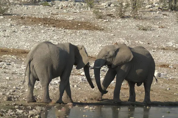 a group of elephants in a river in namibia