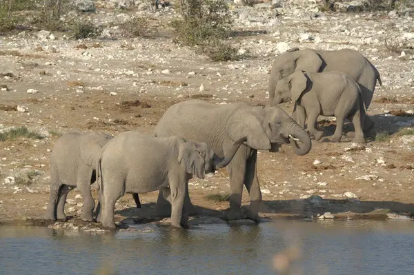african elephant family drinking from the water