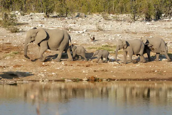 Hayvanat bahçesindeki fil