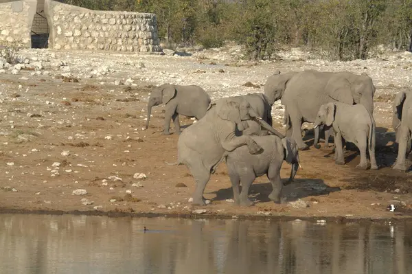 Namibya 'daki Etoşa Ulusal Parkı' nda filler