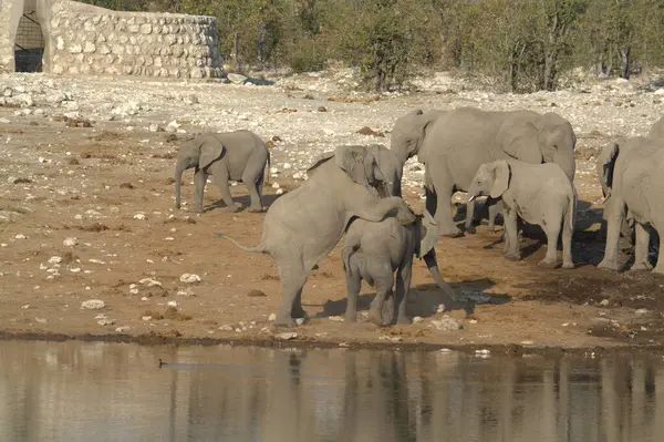 Hayvanat bahçesinde fil suyu.