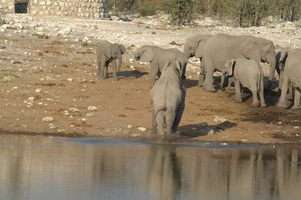 Afrika 'nın savanındaki filler. Afrika' nın vahşi doğasında. Kuzeyde güneşli bir günde.