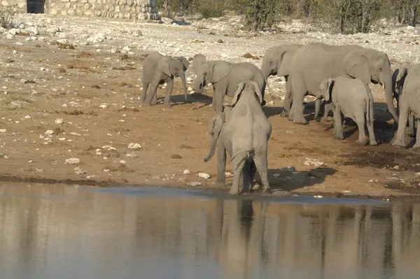 african wild elephants in the waterhole