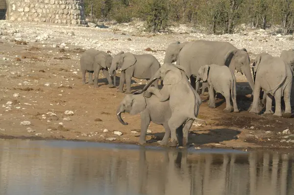 Afrika savanasındaki filler