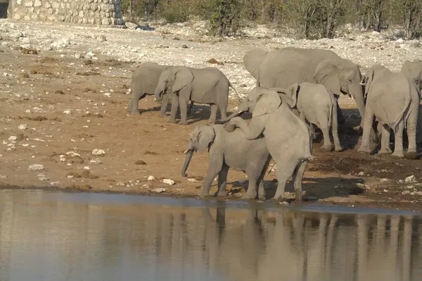 Afrika savanasındaki filler