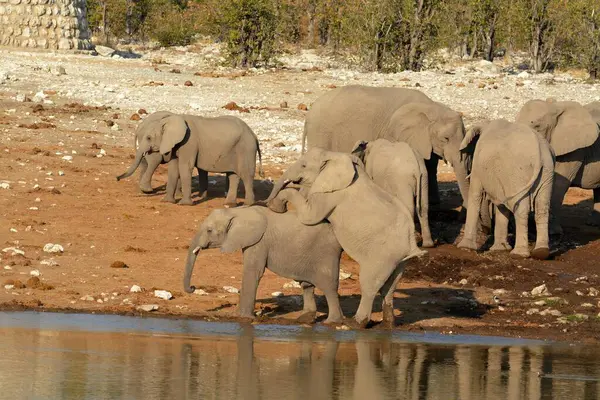 elephant drinking water in a hole