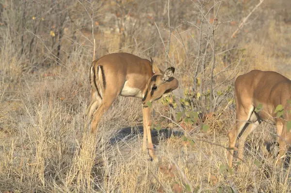 red - tailed deer ( elus aphus elaphus )