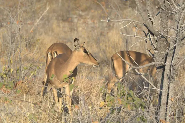 Ormandaki dişi geyik