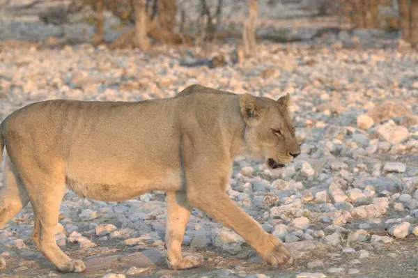 lion ( panthera leo ) walking in chochoy park, botswana