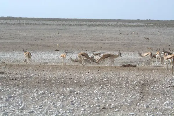 Çölde keçi sürüsü