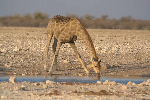 Etoşa Ulusal Parkı, Namibya 'da zürafa.
