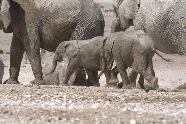 a group of african elephants, loxodonta africana, walking in the sand in the etosha national park, namibia.