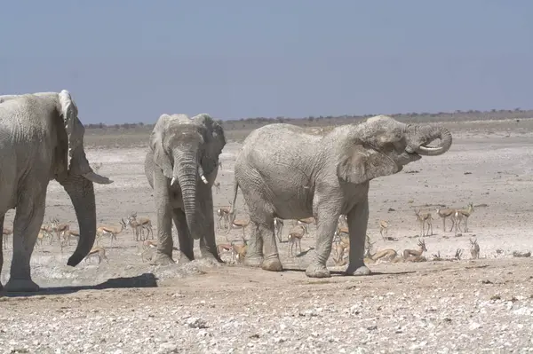 Etosha Parkı 'ndaki filler Namibya, Afrika