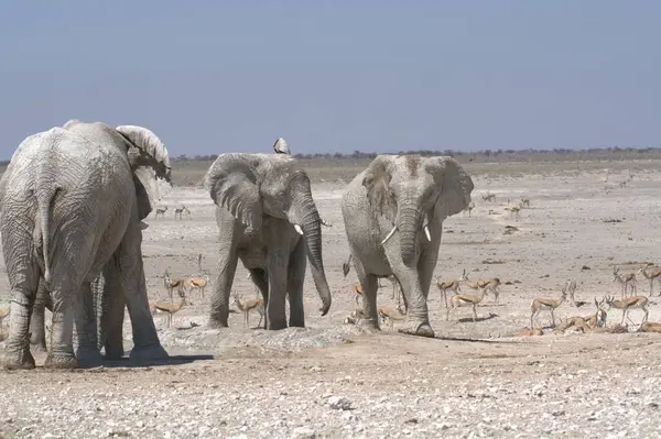 a group of elephants on etosha safari in namibia, africa