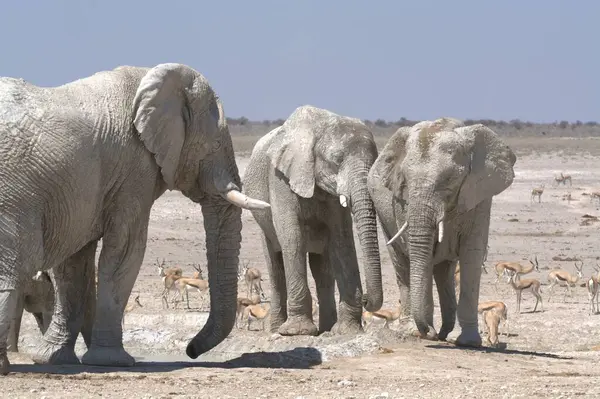 elephant family at etosha