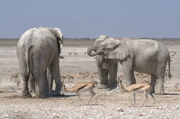 african elephants at etosha national park