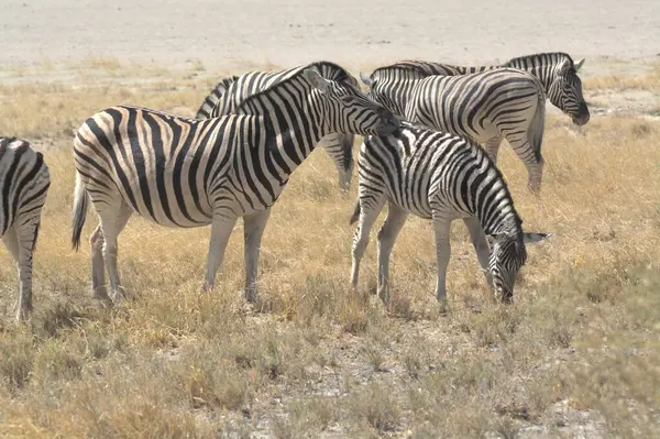 Zebra vahşi doğada
