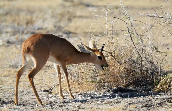 female gazelle ( gazelle gazelle ) in the national park of san diego, california