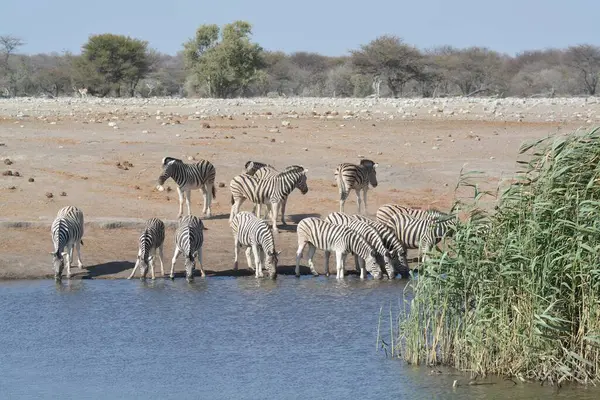 herd of zebras in the savannah of namibia