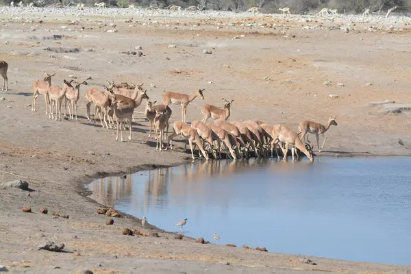 Çölde bir grup vahşi geyik.