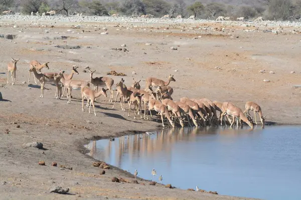 group of young african wild wateropes drinking water in etosha national park, namibia.