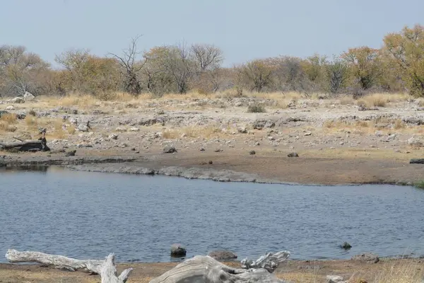 a closeup shot of a beautiful white water in the savannah