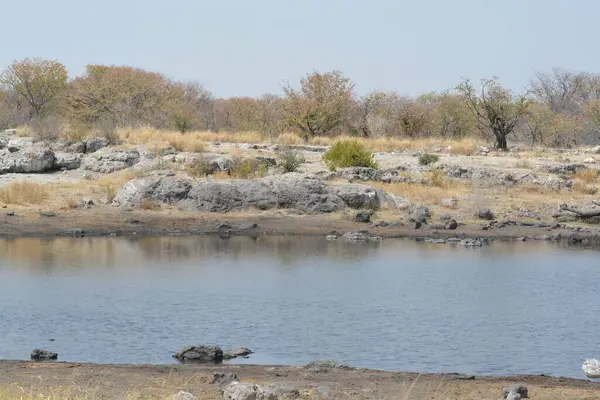 Ormandaki nehrin güzel manzarası