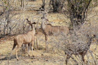 Afrika bozkırlarında vahşi bir hayvan sürüsü.