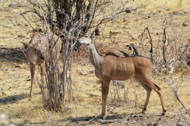 a beautiful shot of a female and female deer in a desert