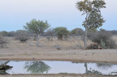 the etosha national park, namibia.