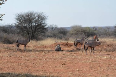 Afrika savana vahşi hayvanlar