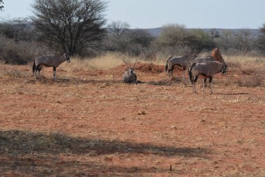 Kenya bozkırında bir inek sürüsü