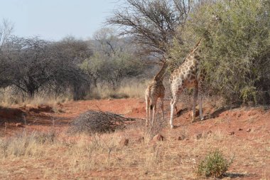 Afrika 'nın güneyindeki Kruger parkında zürafa.