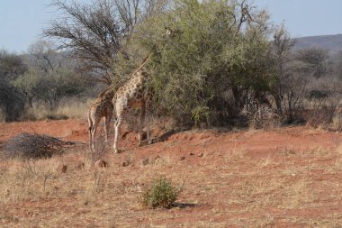 african bush at kruger national park in south africa