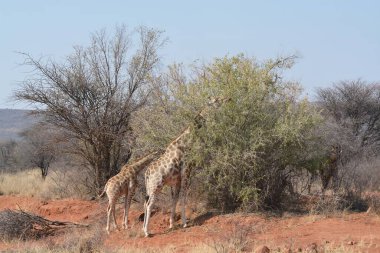 giraffe in namibia africa national park