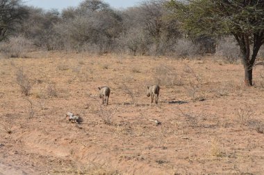 a group of wild animals in the savannah in namibia in africa