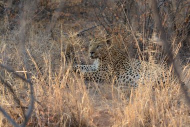 beautiful wildlife places in etosha