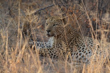 Güney Afrika 'daki Kruger Ulusal Parkı' ndaki leopar.