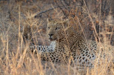 Afrika 'daki vahşi leopar
