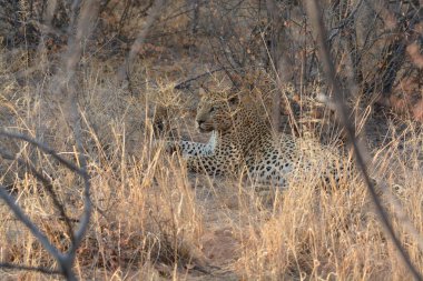 Güney Afrika 'daki Kruger Park' taki leopar.