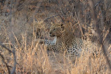 Çimlere yatan leopar.