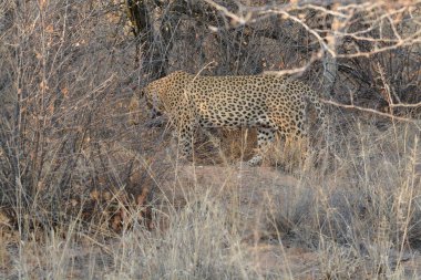Leopar Kruger parkında çimlerde yürüyor.