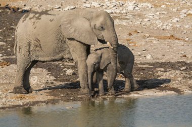 african elephant, loxodonta africana, drinking water in the waterhole, etosha national park, namibia.