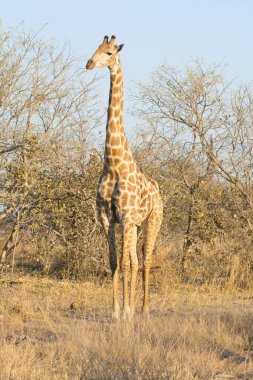 african bush giraffe in kruger national park in south africa