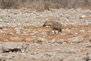 Vahşi Afrika yaban domuzu