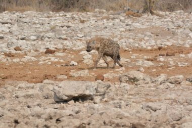 the white wolf is walking in the middle of the desert.