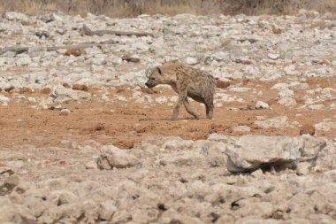 a closeup shot of a white african lion on the ground