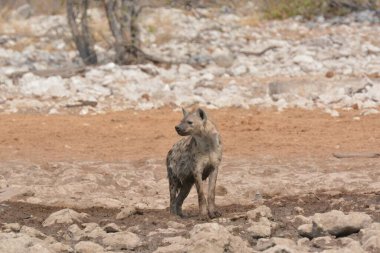 the african dog ( panthera leo ), also known as the african dog or the hyena or hyena is a member of the genus hy