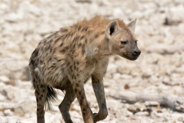 hyena walking in the dry grass